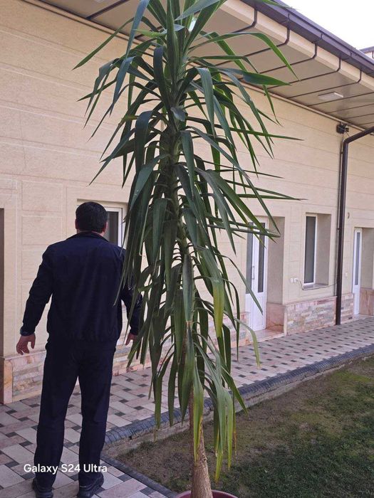 хонаки гул сотилади баландлиги 3м. xonaki gul sotiladi balandligi 3m