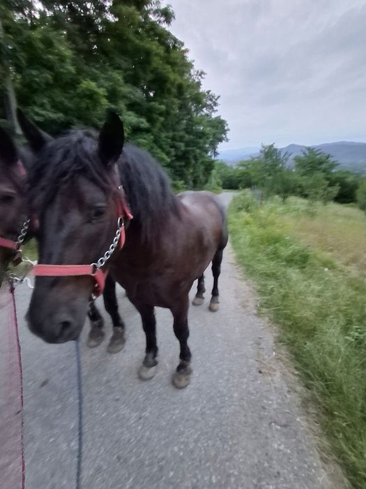 Mânji de vanzare