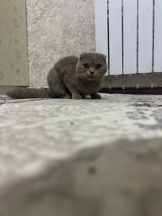 Arzon zotdor mushuk sotiladi