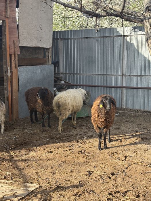 сойыска койлар сатылады