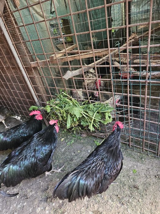 Gaini cocosi Australorp Rate Salbatice