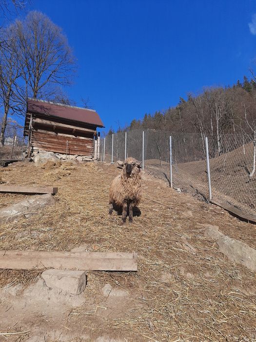 Vand berbecuț bucalau