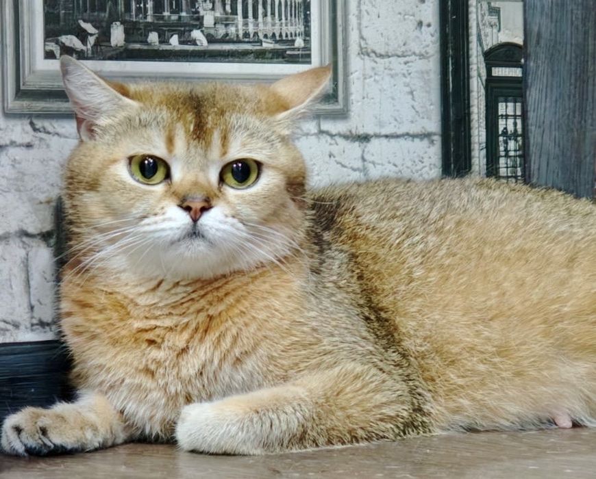 шиншилла золото серебро