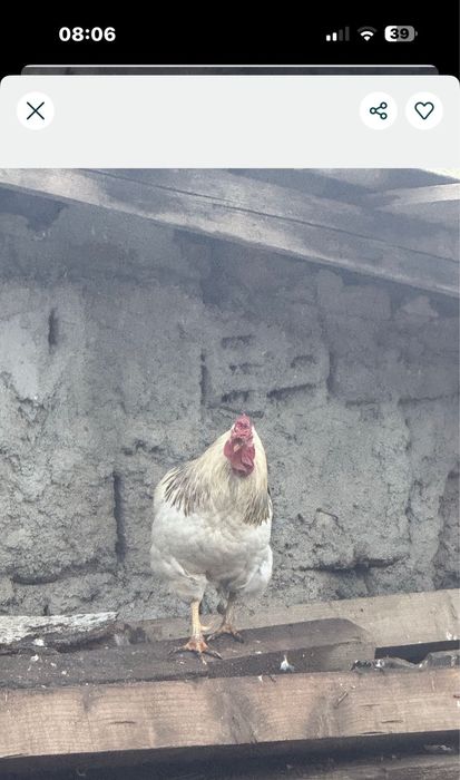 vand 2 cocosi activi