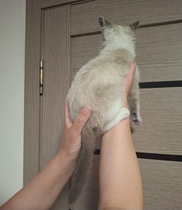 Котёнок сиамский, мальчик