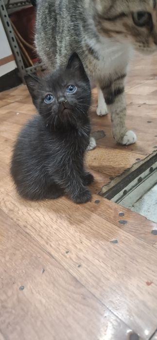 Отдам котят в добрые руки