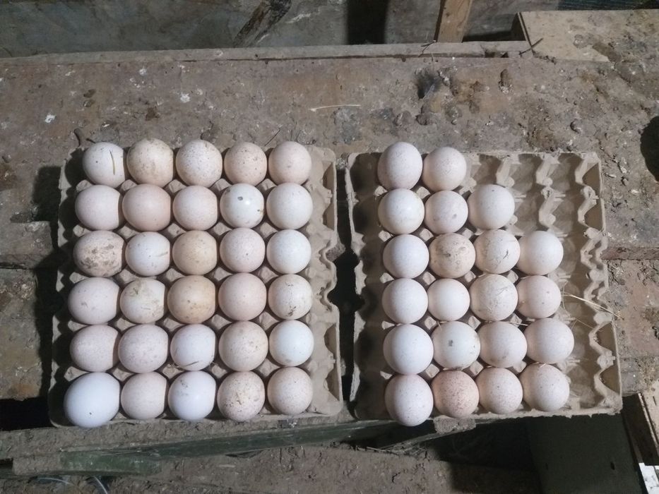 Курка,индюк тухуми сотилади 50 та