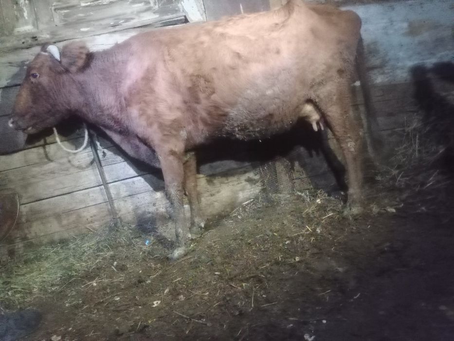 Bug‘o‘z 3-QORIN 6 oylik.