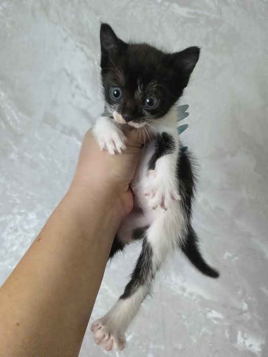 Котята, 1 месяц, ручные и ласковые