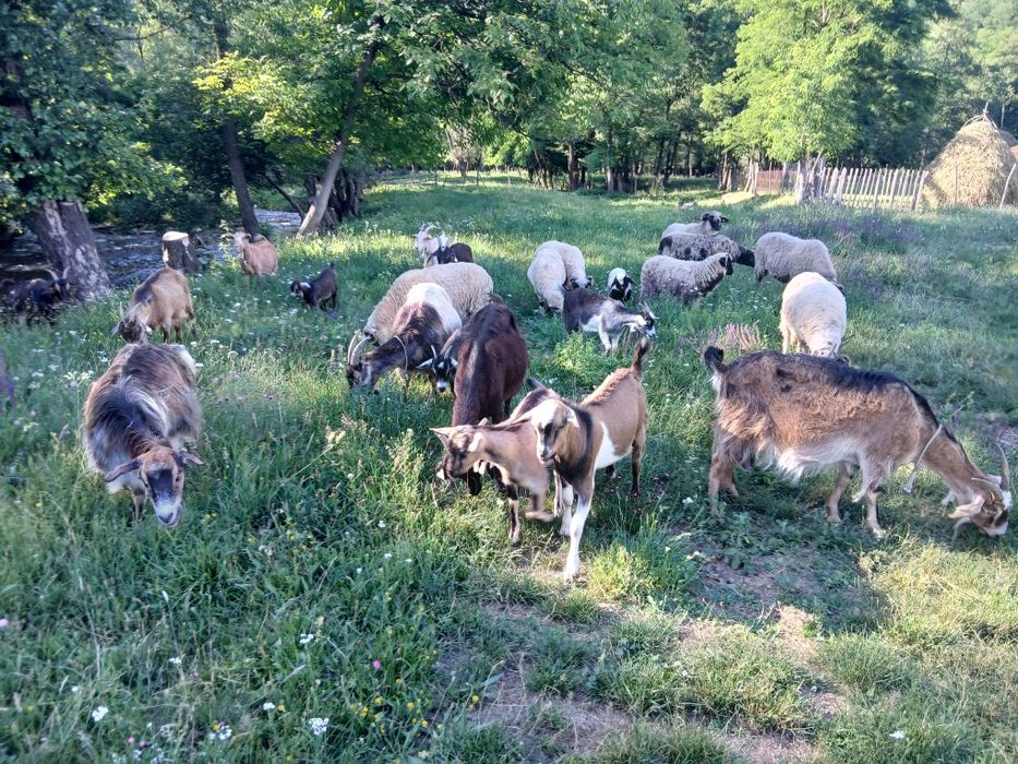 Vănd țap  iezi capre comuna Pui Hunedoara