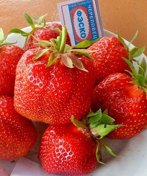 ПРОМОЦИЯ Разсад Ягоди и Малини Елитни Сортове