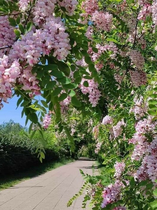 Salcam parfumat diferite culori : galben , rosu , roz , alb , mov