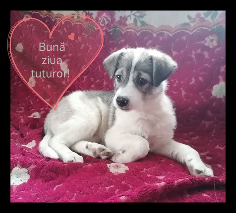 Donez cățelușă vaccinată foarte activă