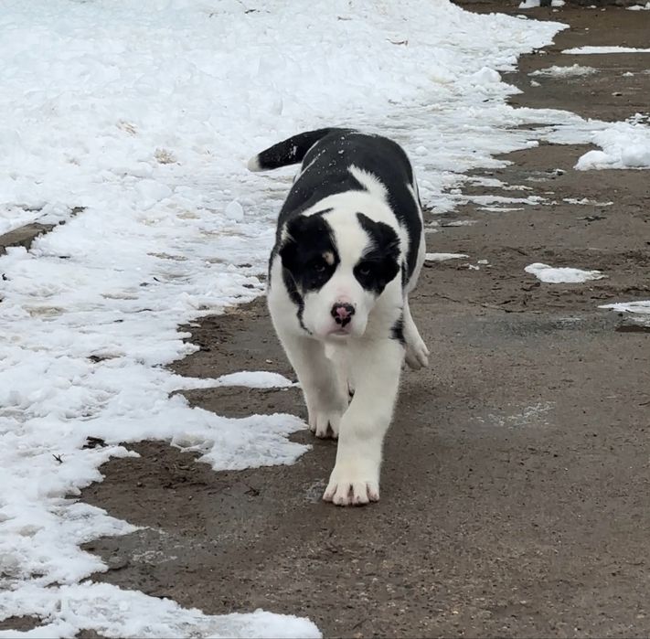 Алабай-среднеазиатская овчарка девочка в продаже