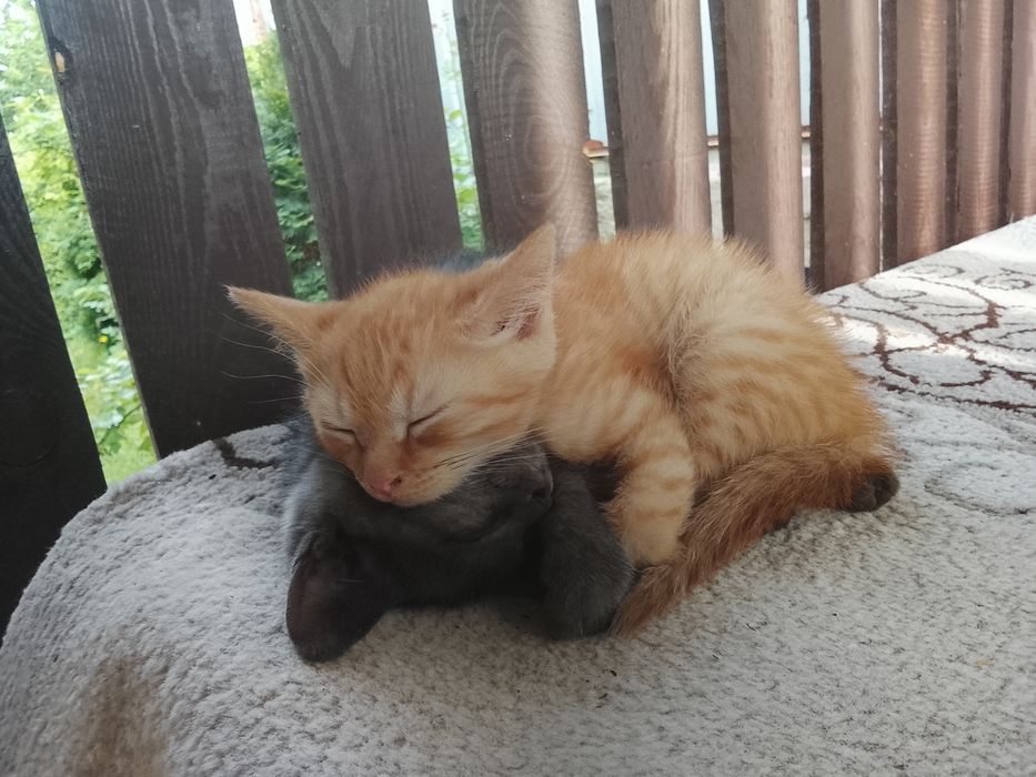Отдам котят в добрые руки