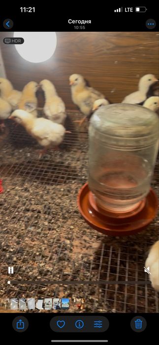 Адлерь балапаны