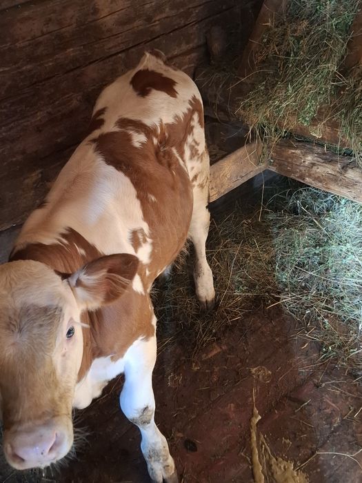 Vând vițel 2 luni