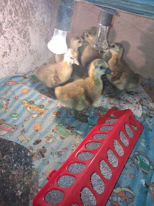 Продам гусят.Цена 2500.