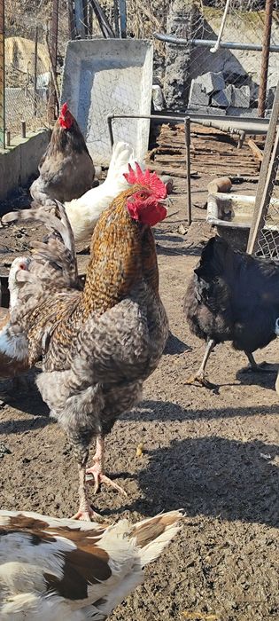 Продам молодых  домашних петухов