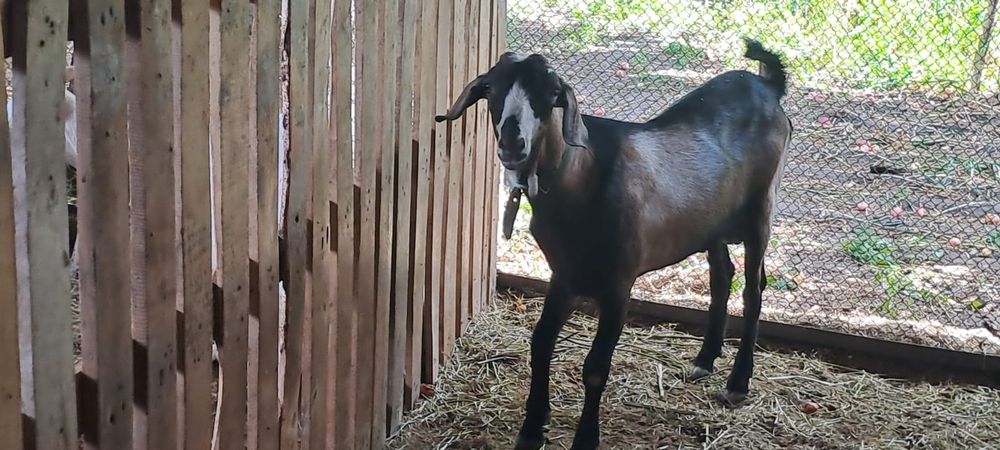 Продам козла на племя