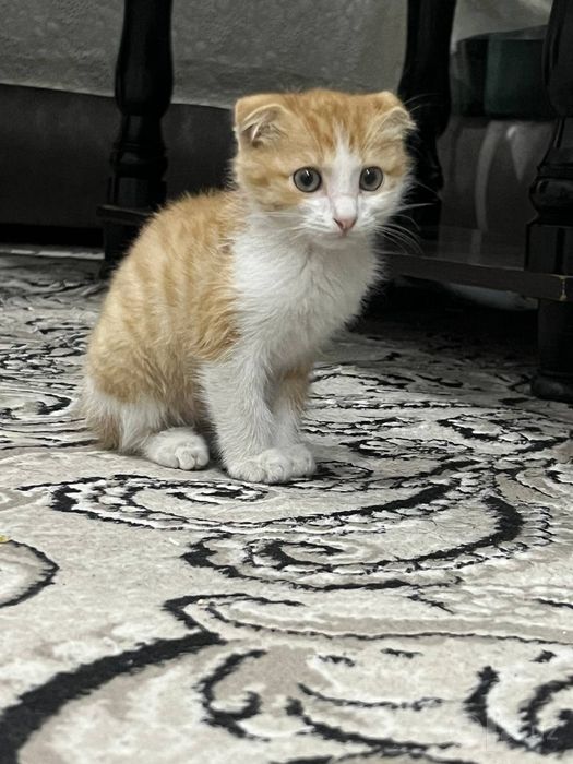 Sotiladi aqilli mushu onasi toza qon