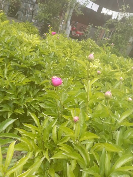 Цветы Пионов (не Саженцы) бутоны Пийон гуллари piyon пионы пион пийон