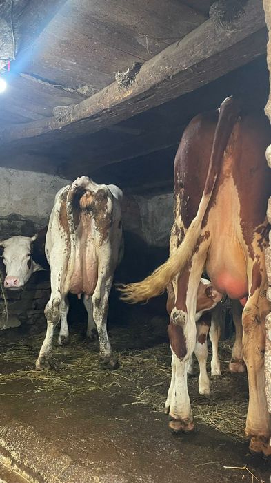 Vând 3 vaci bălțate românești fătate