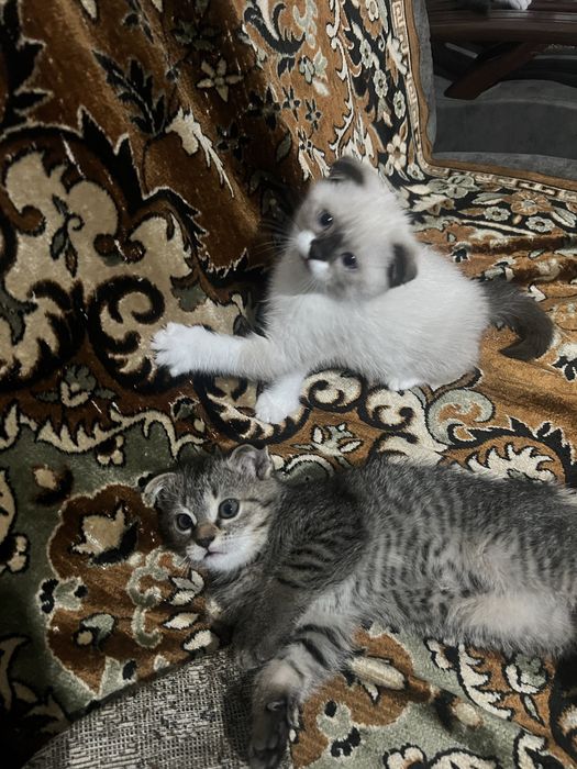 Вислоухие котята