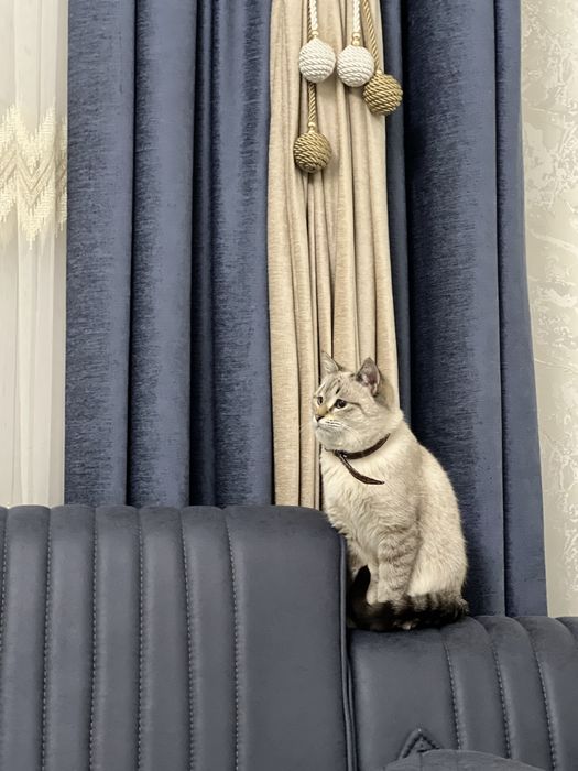 Britan & siyamskiy chachishgan