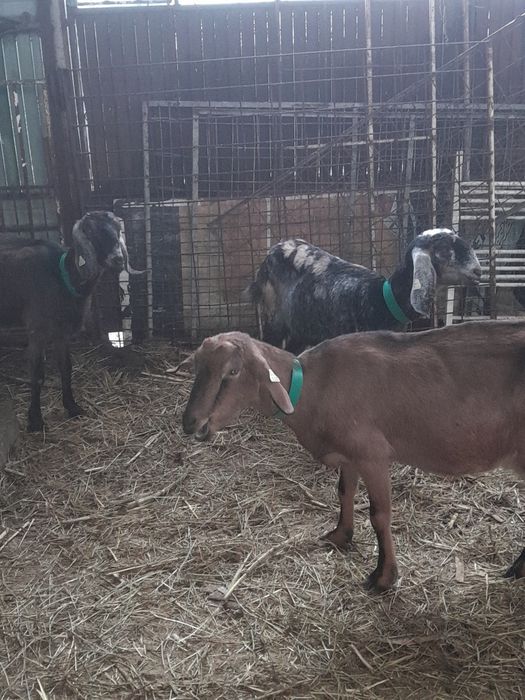 2  Capre de lapte și 7  iede