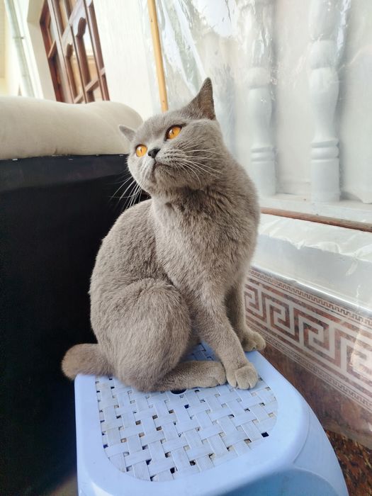 Yaxshi mushuk soğlom erkak