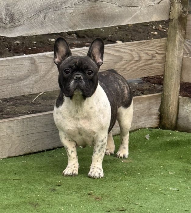 Femela buldog francez