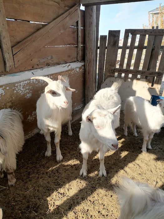 Ешки сатылады 11бас ургашы 2 бас теке