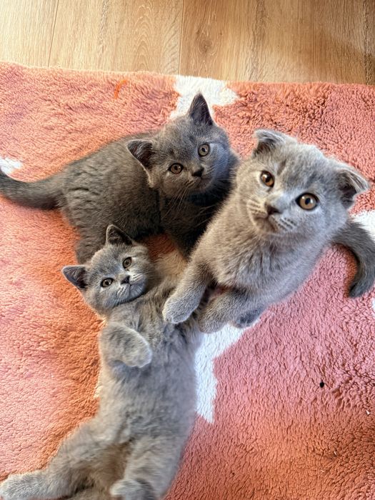 Продавам британско и шотландско коте  котенца
