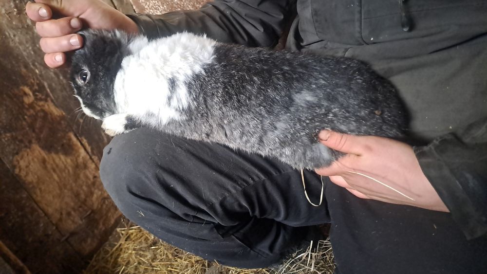 Продам молодых кролих и кролов