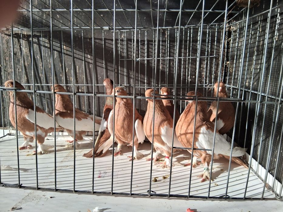 Vând porumbei baltati