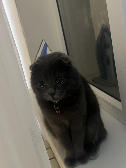 Шотландский вислоухий