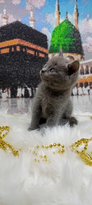 Породистые котята 2 месяца игривые здоровые Скоттиш-страйт 2шт