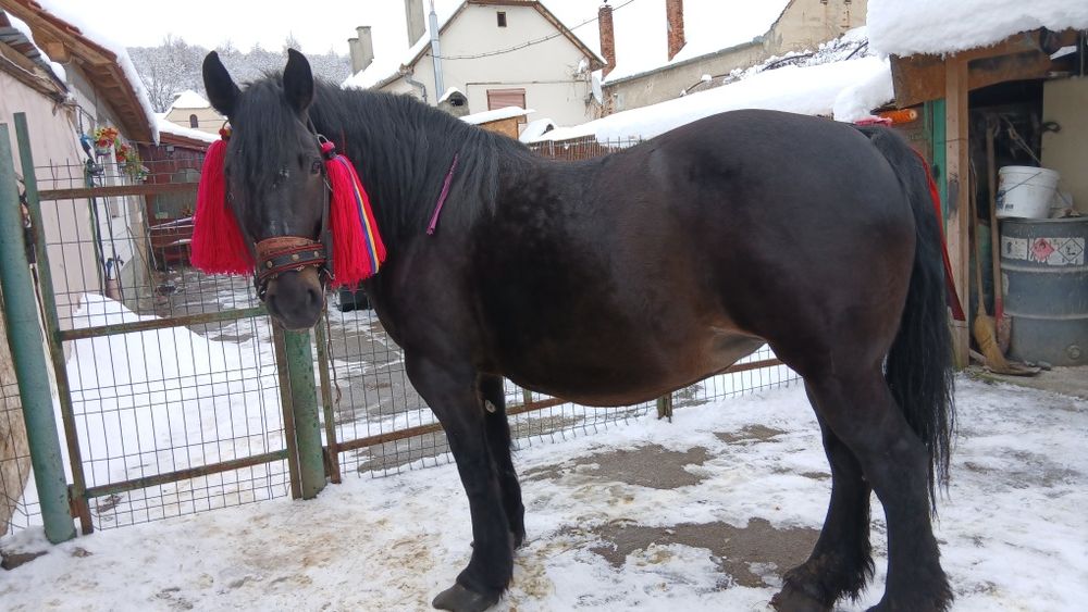 De vânzare iapa gestanta