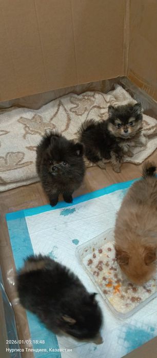 Продам прекрасных щенков шпиц