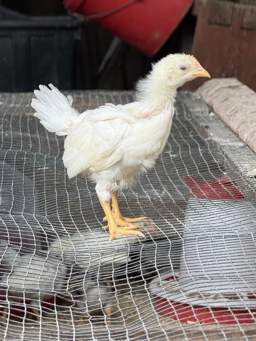 Pui leghorn alb