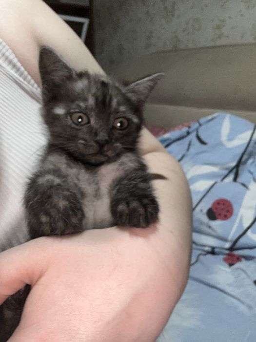Отдам британского котенка