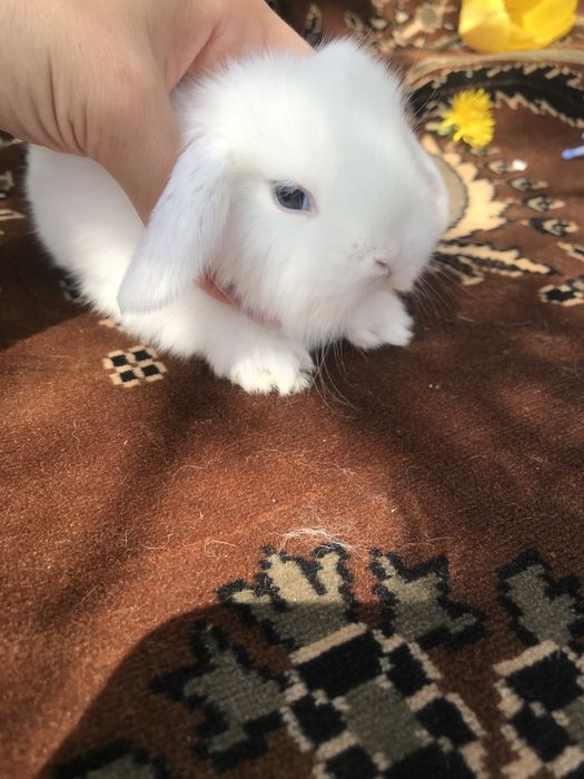 Кролики декоративные