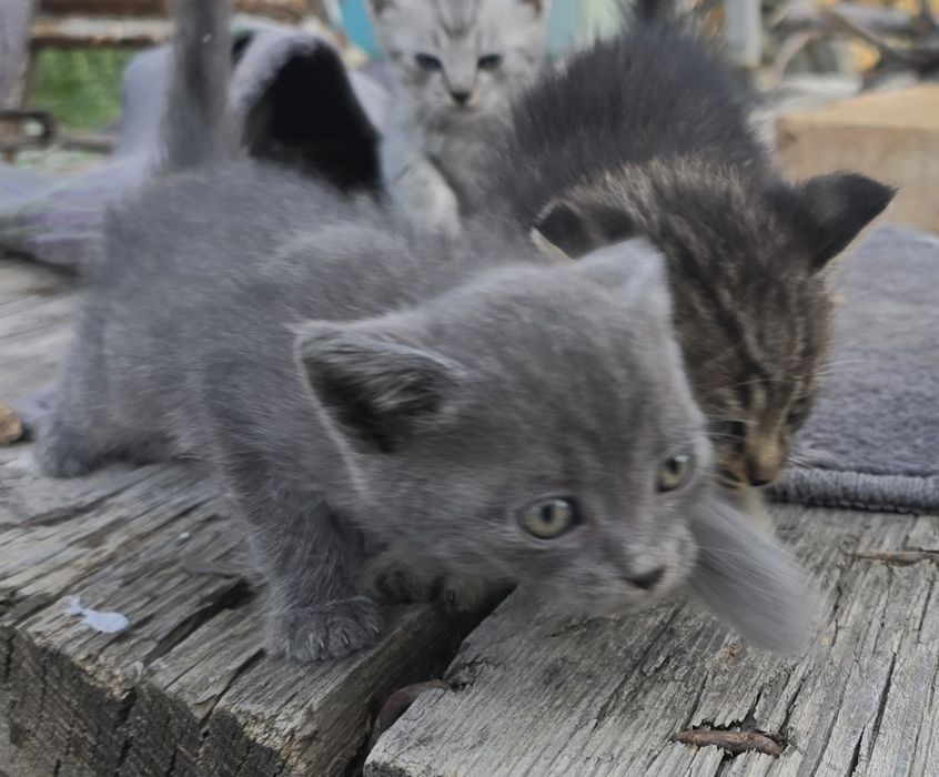 Котята  1,5 месяца