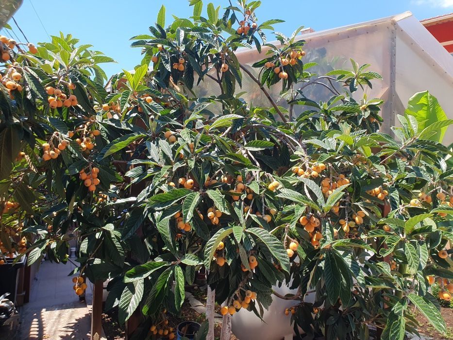 Японска мушмула - фиданки