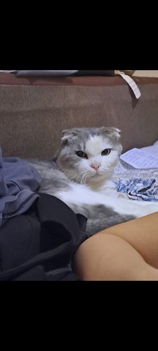 Продам котят мальчик и девочка .