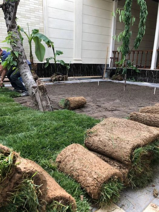 Рулонный газон в ташкенте по оптовой цене