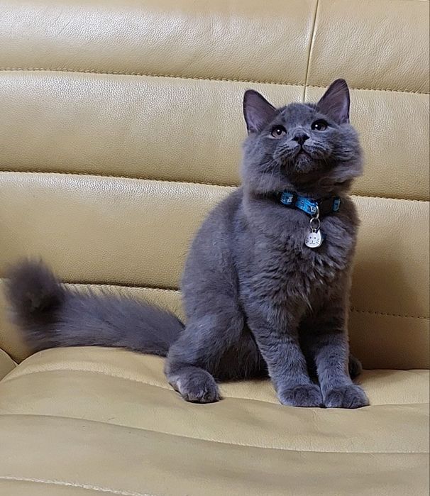 Продаются котята