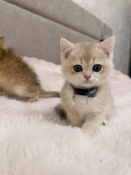 На продаже элитные котятки