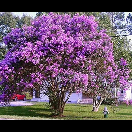 Pomi ornamentali liliac indian